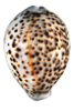 Guam Mollusca Scratchpad